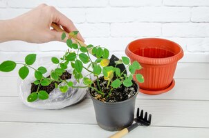 women's hands are replanting rose seedling into new pot using garden tool home plant care