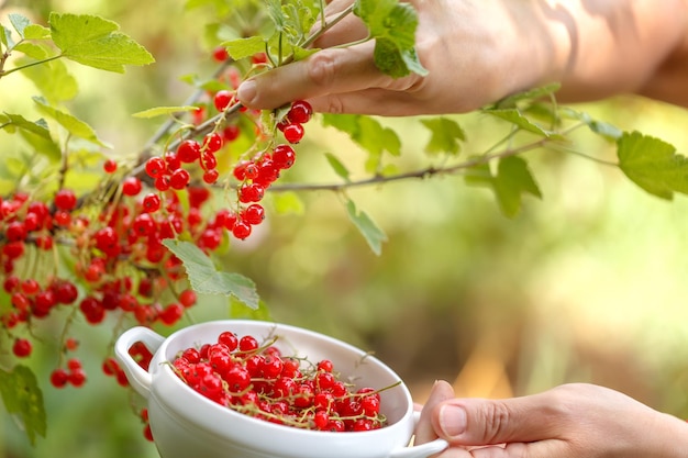 Women s hands closeup collect red currant