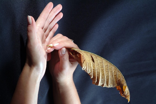 Women's hands hold gentle chestnut leaf