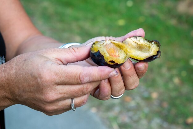 women's hands hold the plum