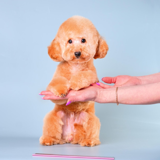 Women's hands hold a redcolored poodle puppy after grooming the dog