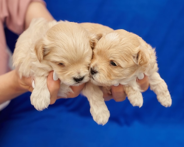 Women's hands hold two small Maltipu puppies. photo shoot on a blue background.