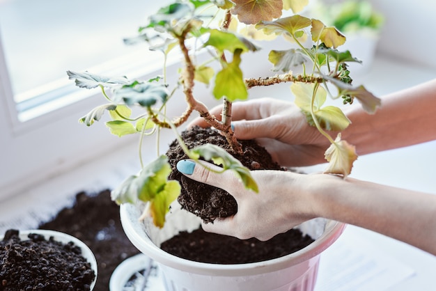 Women's hands holding geranium flower with root and soil, transplanting into new pot, fertilizer, home plant care