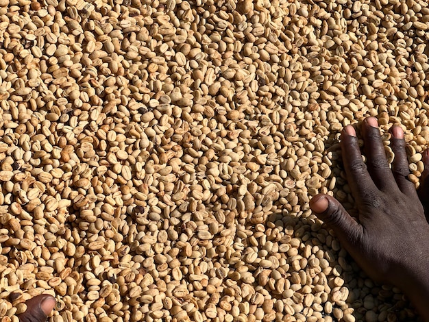 Женские руки смешивают сухие кофейные зерна в процессе сушки меда в высокогорном районе Сидама в Эфиопии.