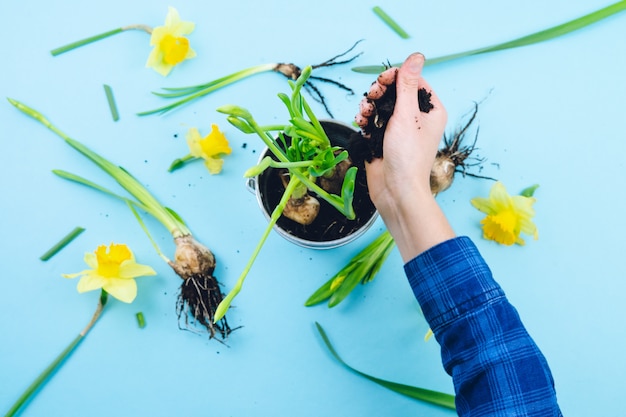 Foto mani delle donne che piantano bulbi primaverili. concetto di giardinaggio.