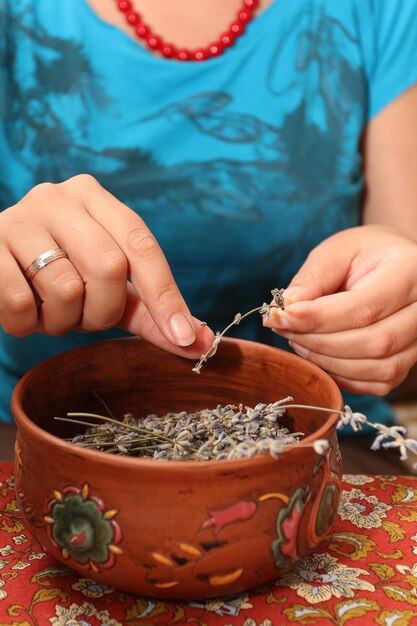 Women's hands pluck flowers from dried lavender