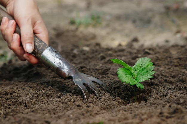 Women's hands put a sprout in the soil, close-up