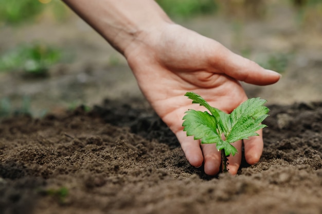 Women's hands put a sprout in the soil, close-up,