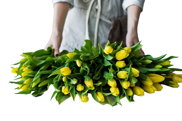 Women's hands put on the table yellow tulips Isolated on white background