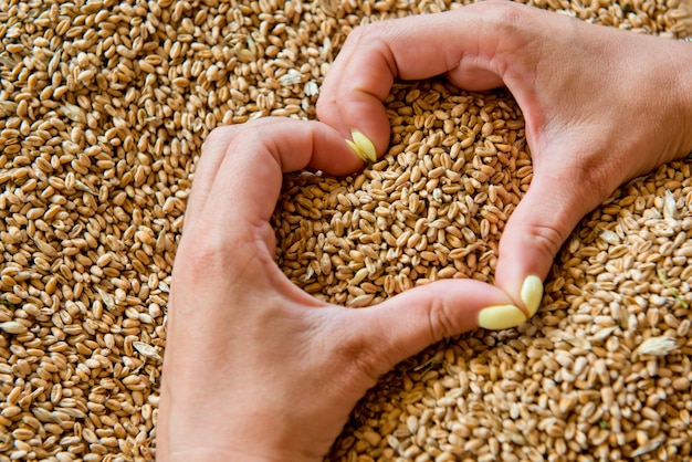 Women's hands in the shape of a heart on a background of wheat seeds.