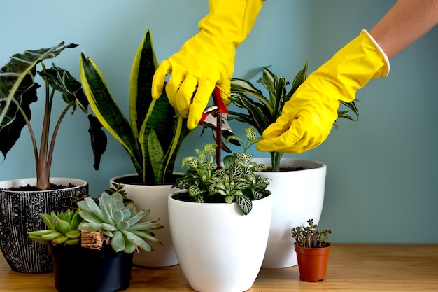 Women's hands take care of plants. Indoor home garden plants. Collection various flowers. Stylish botany composition of home interior blue background. Stay home and gardening.