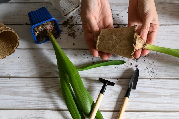 women's hands transplant tulips from a temporary peat pot to a permanent one gardening