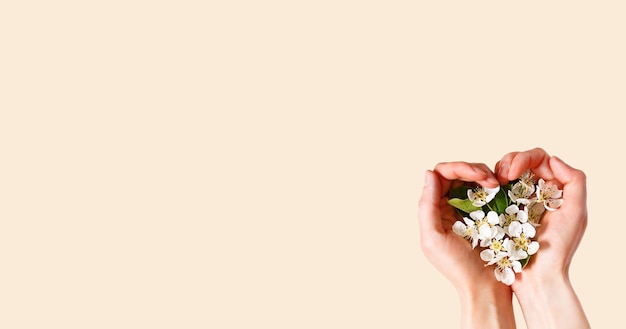 Mani delle donne con palme a forma di cuore e fiori di melo bianco su sfondo rosa champagne. tempo di primavera, amore, tenerezza. cura della pelle, cosmetici naturali.