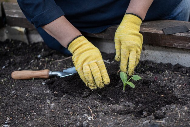 黄色い手袋の女性の手は土に花を植えます