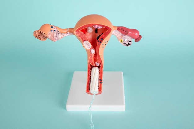 Women's health menstruatie en voortplantingssysteem met tampons op blauwe achtergrond