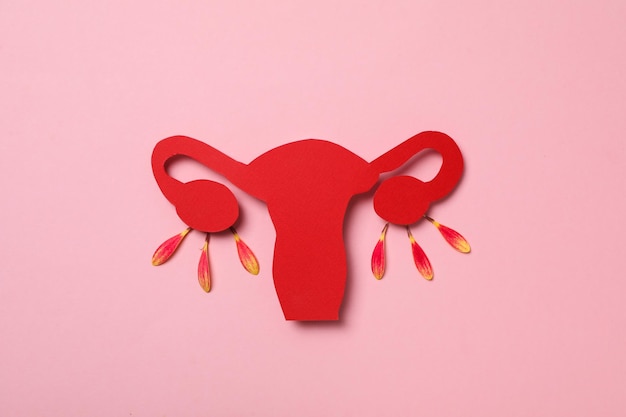 Photo women's health and women's healthcare concept with uterus