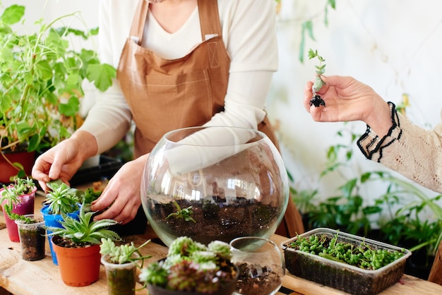 Women's hobby. Girl nerd florist make a mini terrarium with house plants