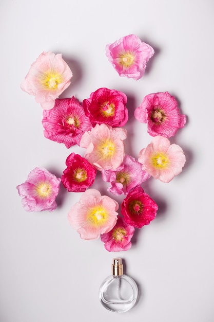 Женский флакон духов и розовые цветы мальвы. Концепция красоты минимализм