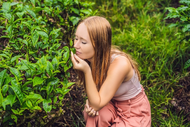 Women tourist at a tea plantation. Natural selected, Fresh tea leaves in tea farm in Cameron Highlands, Malaysia. Ecotourism concept