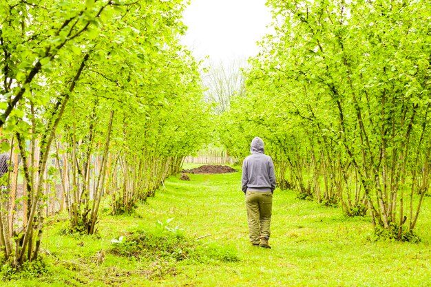 Women walk in hazelnut trees plantation landscape and view agriculture plantation in georgia