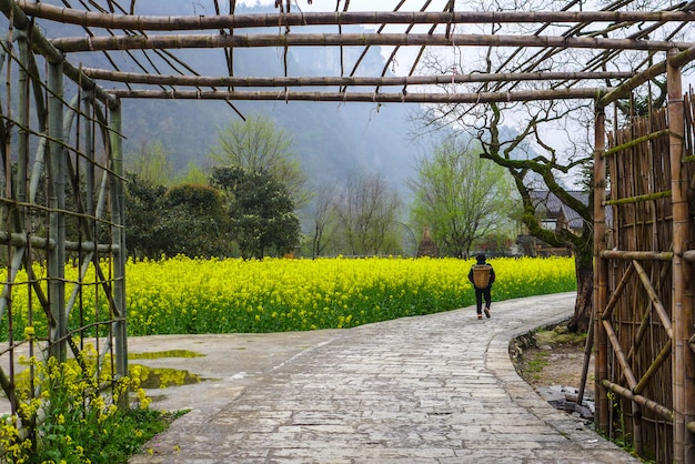 the women walk on the walkway among mustard flowers field