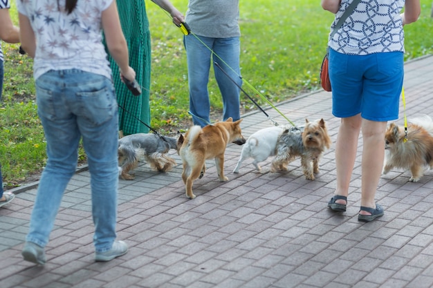Women walking group of dogs and puppy in city park