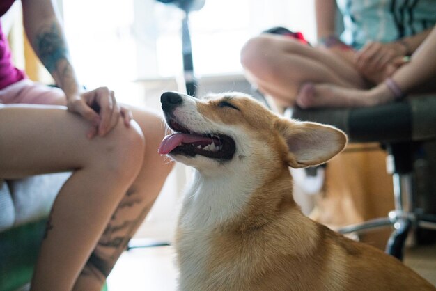 Women with dog sitting at home
