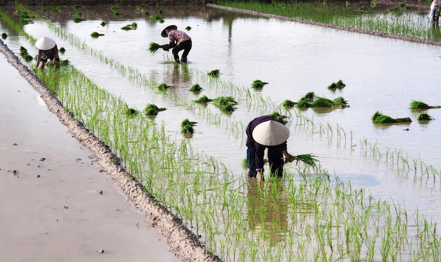 Women working in rice field