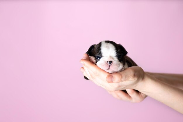 Women39s hands hold a cute little Boston Terrier puppy on a pink background Space for text High quality photo