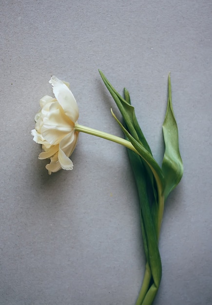 Womens dag achtergrond met mooie tulpenbloem.