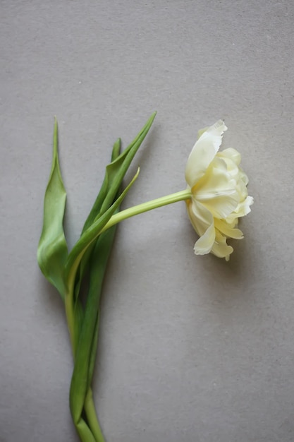 Womens dag achtergrond met mooie tulpenbloem.