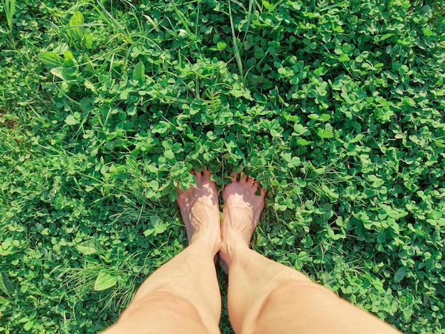 Womens feet stand in the green grass of clover top view