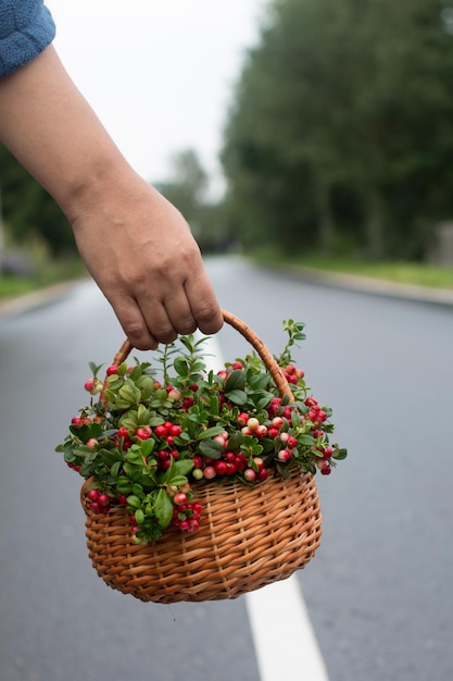 Женские руки держат корзину с букетом клюквы Дикие красные ягоды