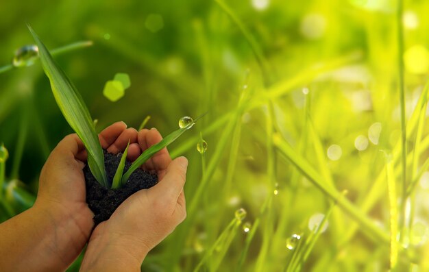 Photo womens hands holding soil and a plant sprout in the morning dew