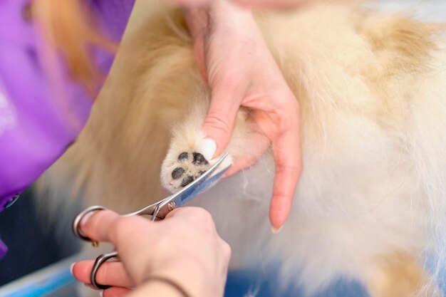 Womens hands with scissors cut the hair on the dogs paw closeup