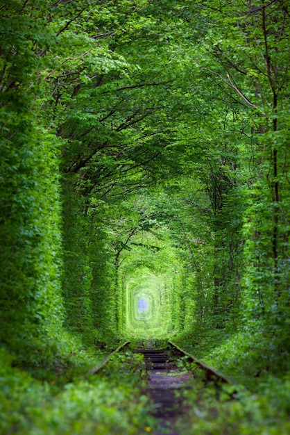 Wonder of Nature Real Tunnel of Love groene bomen en de spoorlijn verticaal