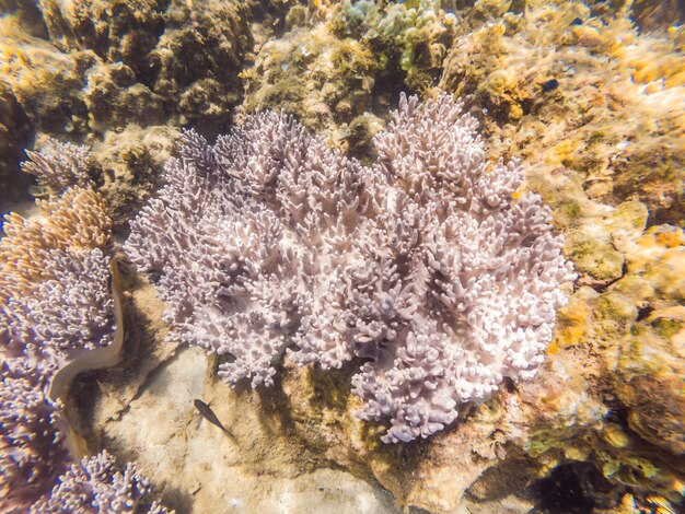 写真 サンゴと熱帯魚のいる素晴らしくて美しい水中世界