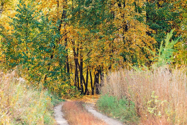 Wonderful autumn landscape with multicolor leaves.