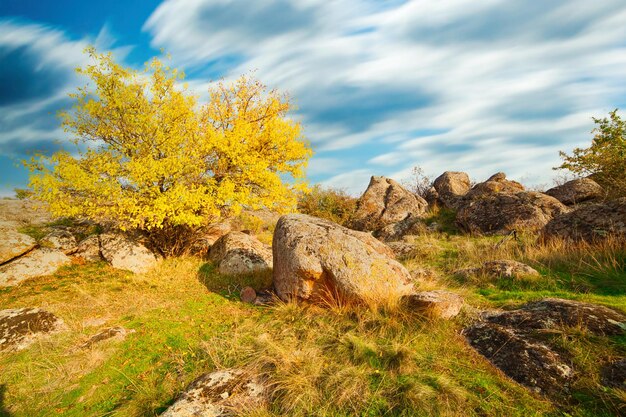 Wonderful autumn landscape with silhouettes of trees and yellow grass