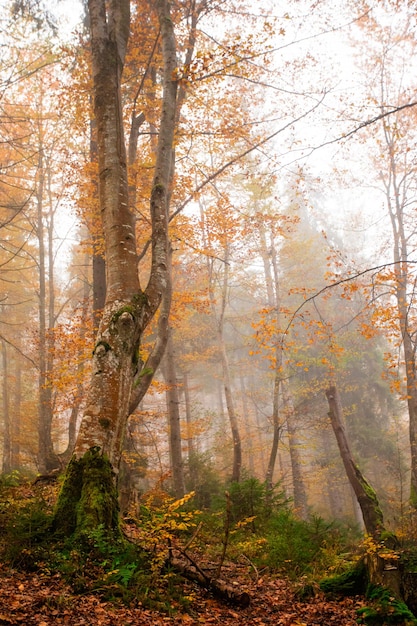 The wonderful autumn nature of mountain forest