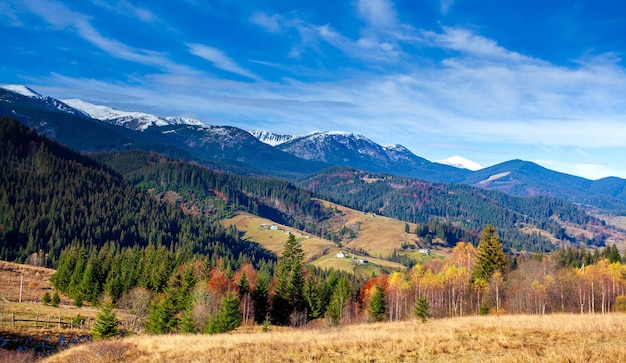 Wonderful beautiful landscape with mountains forest and meadow with trees in Carpathian mountains Ukraine