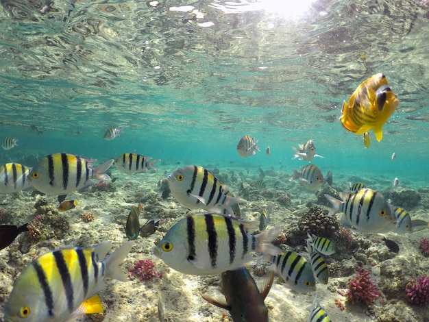 Чудесный и красивый подводный мир с кораллами и тропическими рыбами Красного моря Египет
