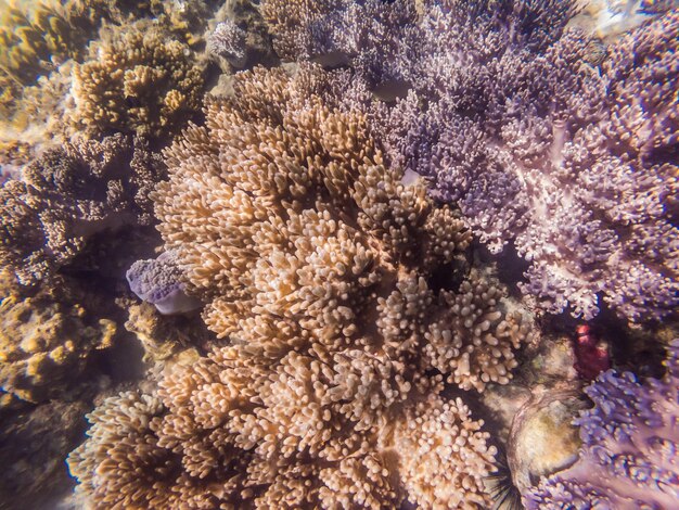 Foto un mondo sottomarino meraviglioso e bellissimo con coralli e pesci tropicali