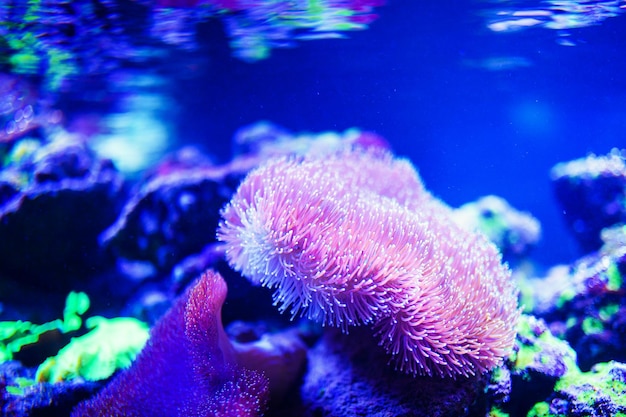 Wonderful and beautiful underwater world with corals and tropical fish