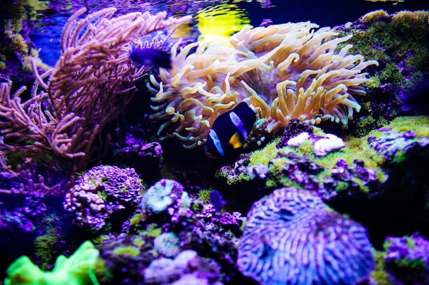 Wonderful and beautiful underwater world with corals and tropical fish