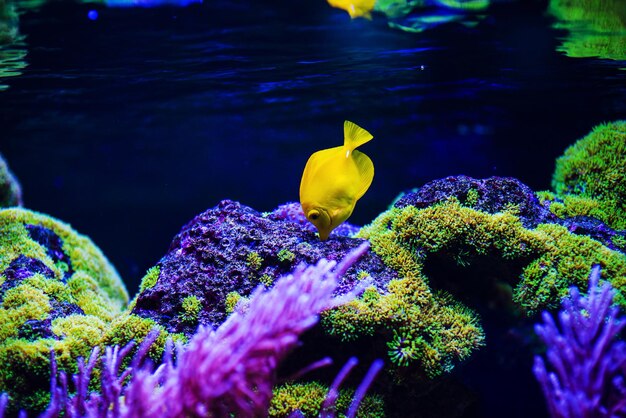 Photo wonderful and beautiful underwater world with corals and tropical fish