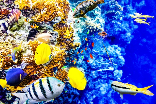 Wonderful and beautiful underwater world with corals and tropical fish