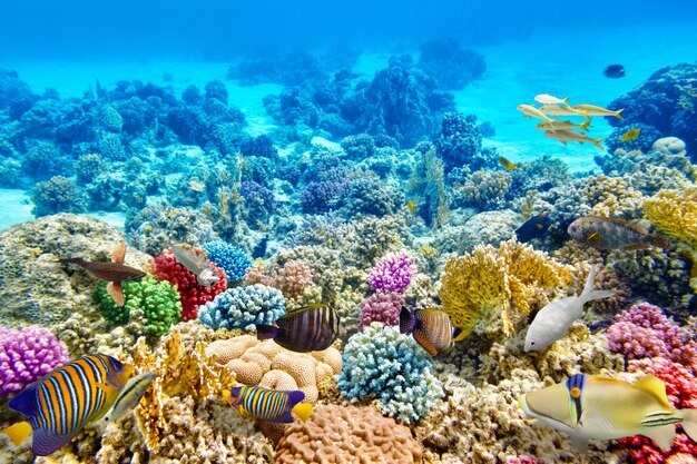 Photo wonderful and beautiful underwater world with corals and tropical fish