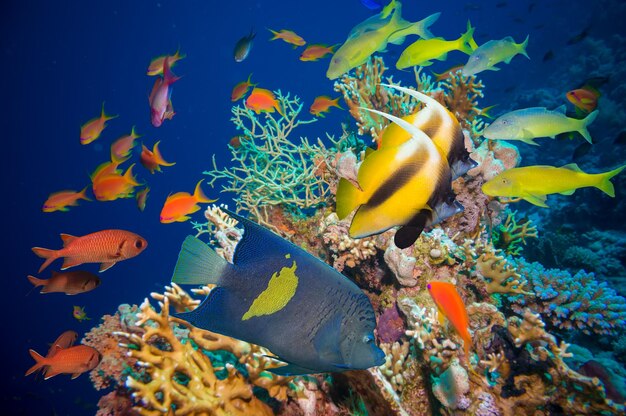 Wonderful and beautiful underwater world with corals and tropical fish