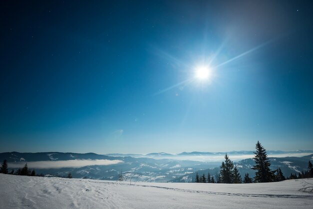 Wonderful beautiful winter landscape of tall slender fir trees growing on a hill among snowdrifts on a sunny frosty winter starry night against a blue sky. Peace and silence concept